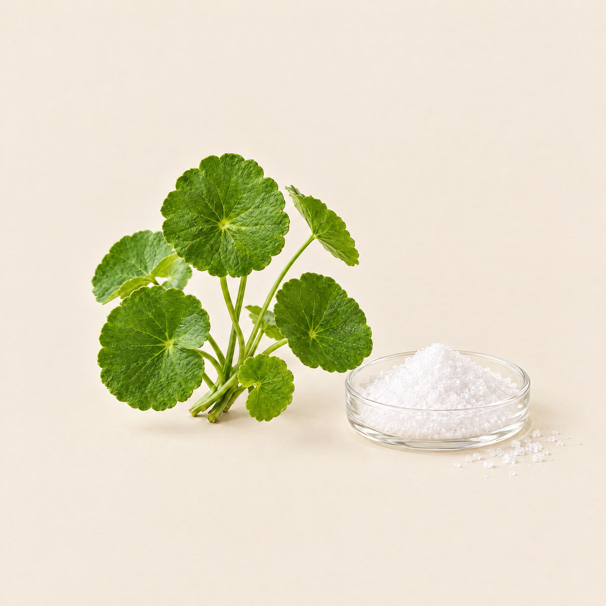 Niacinamide crystals beside a sprig of Ceylon Gotukola